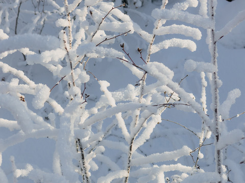 树枝树挂挂雪挂霜