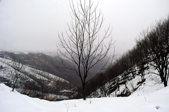 雪中一棵树