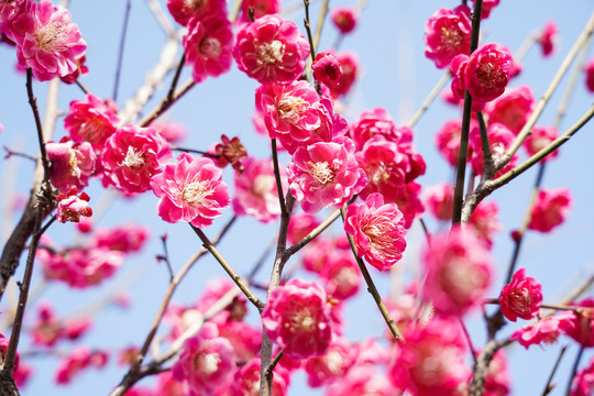 梅花素材