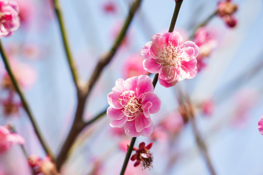 粉色梅花