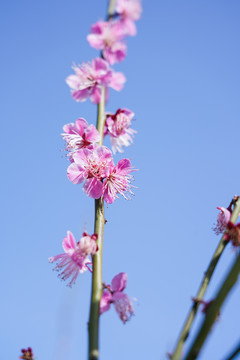 梅花枝头