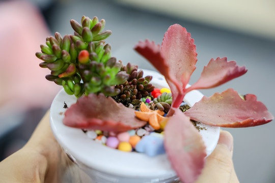 多肉植物