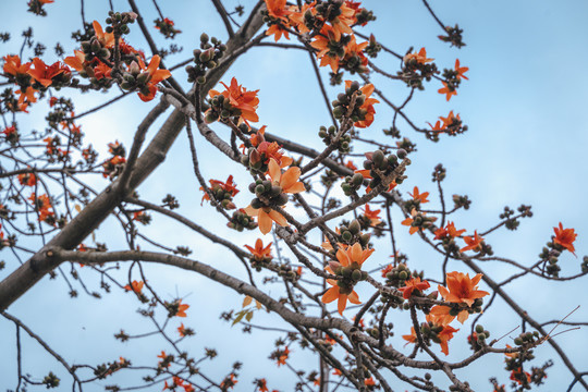 广州市市花木棉花