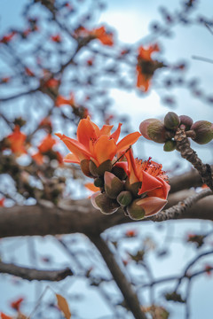 广州市市花木棉花