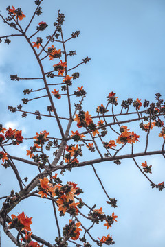 广州市市花木棉花