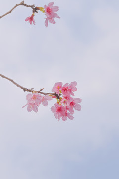 城市里的樱花