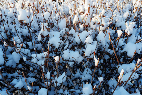 白雪阳光树挂