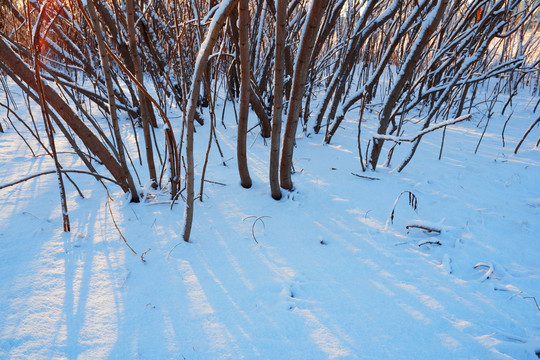 白雪阳光小树