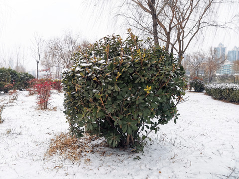 常绿植物常青树