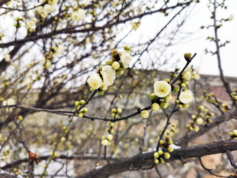 蜡梅花