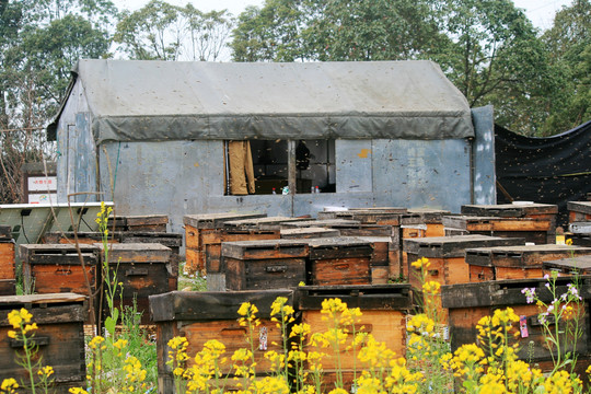 养蜂场