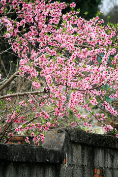 杏子树开花