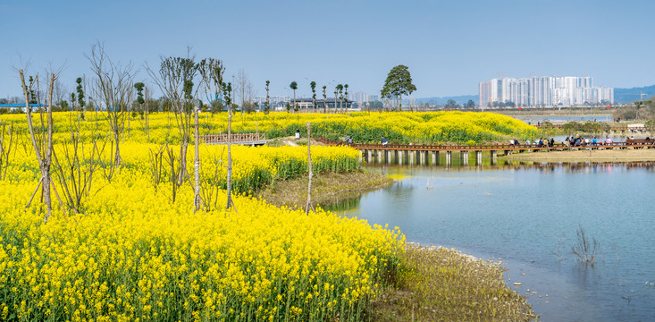 乡村油菜花