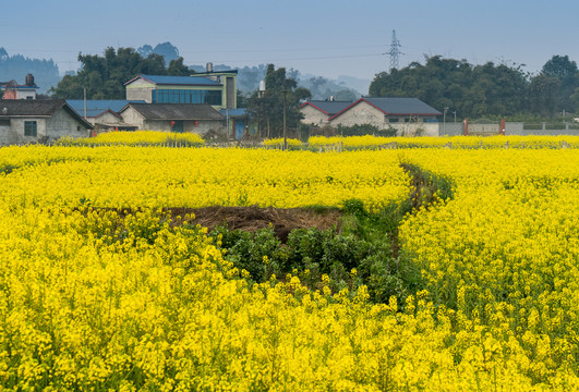 川西平原天府之国油菜花