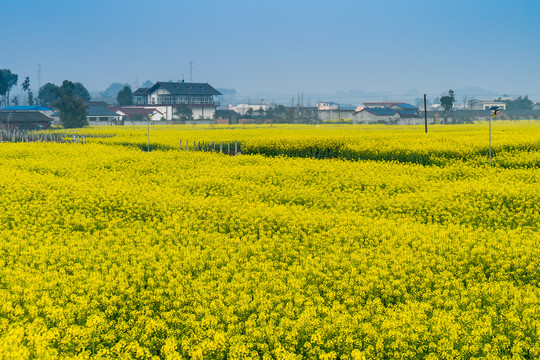 川西平原天府之国油菜花