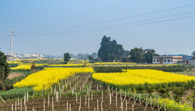 川西平原天府之国油菜花