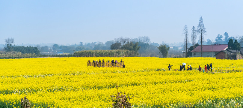 川西平原天府之国油菜花