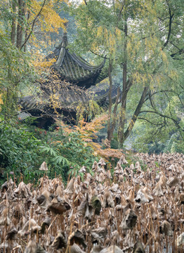 三苏祠古亭榭楼阁秋色残荷