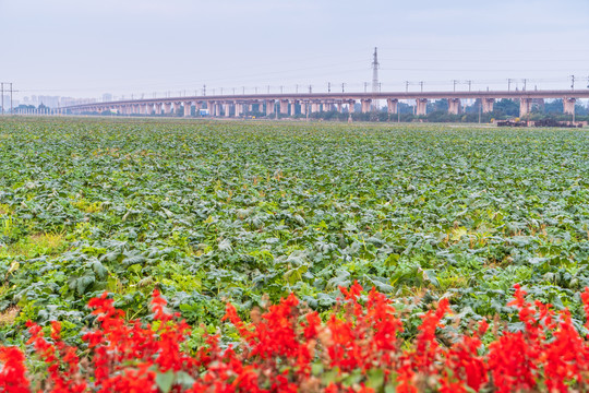 高铁高架桥蔬菜基地