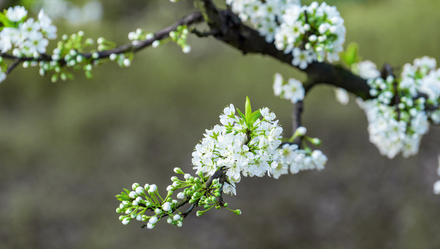 李子花