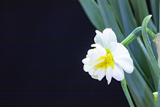 重瓣水仙花