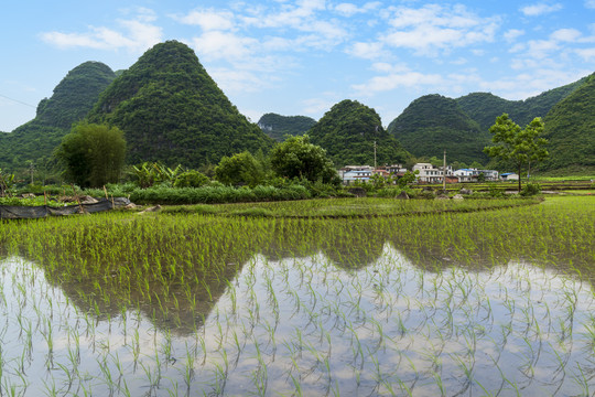 山村水稻秧田