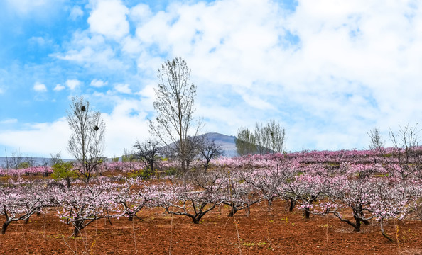 山村桃花