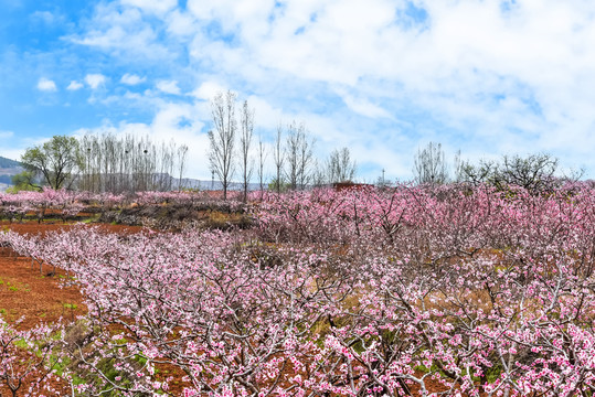 桃花