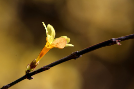 迎春花