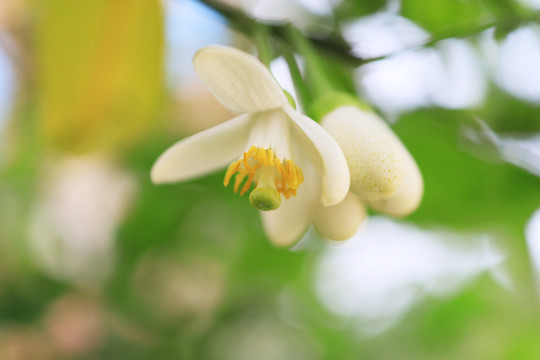 橘红花