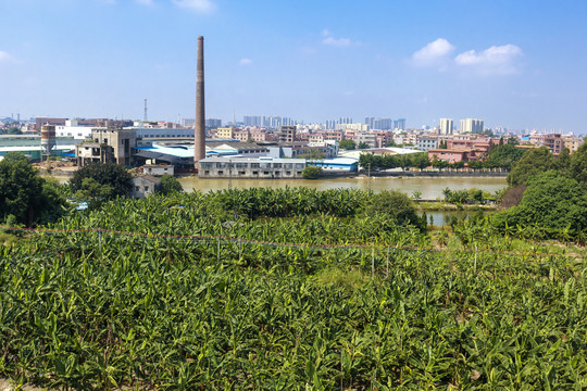 香蕉地