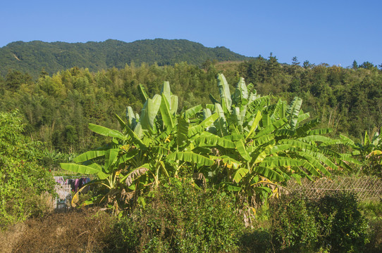 山坡上的香蕉树