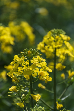 油菜花