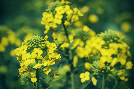 油菜花