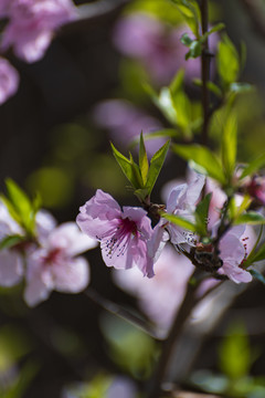 桃花