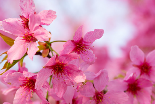 春天樱花桃花