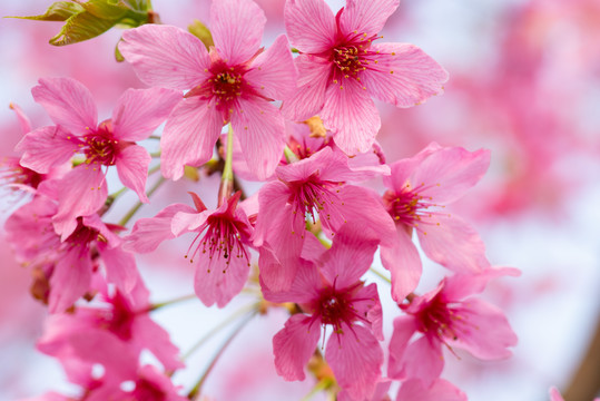 春天樱花桃花