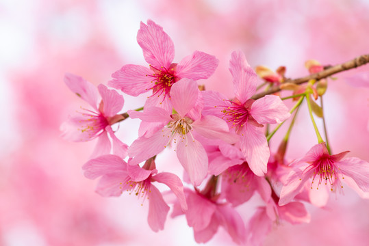 春天樱花桃花