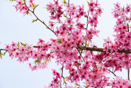 春天樱花桃花