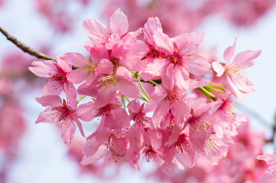 春天樱花桃花