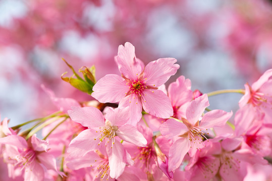 春天樱花桃花