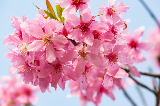 春天樱花桃花