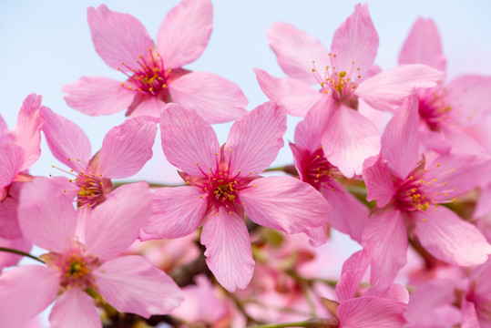 春天樱花桃花