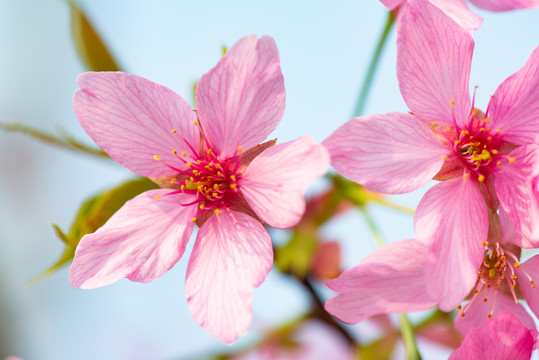 春天樱花桃花