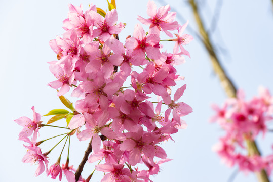 春天樱花桃花