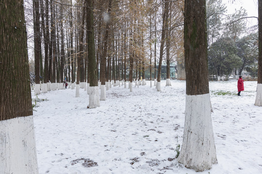 雪景水杉林