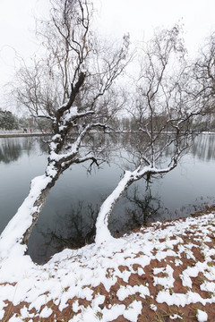 明大观公园雪景自然景观