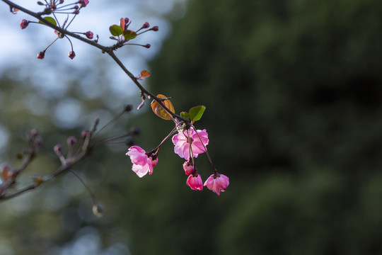 逆光垂丝海棠