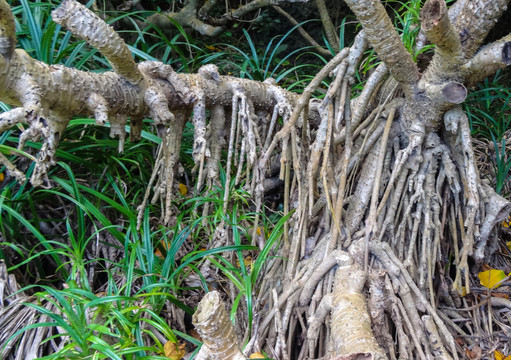 植物的根系