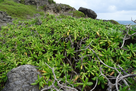 热带海边野生植物